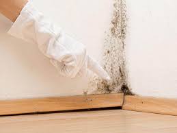 Why You Should Choose Our Mold Remediation Services in Wells Branch, TX